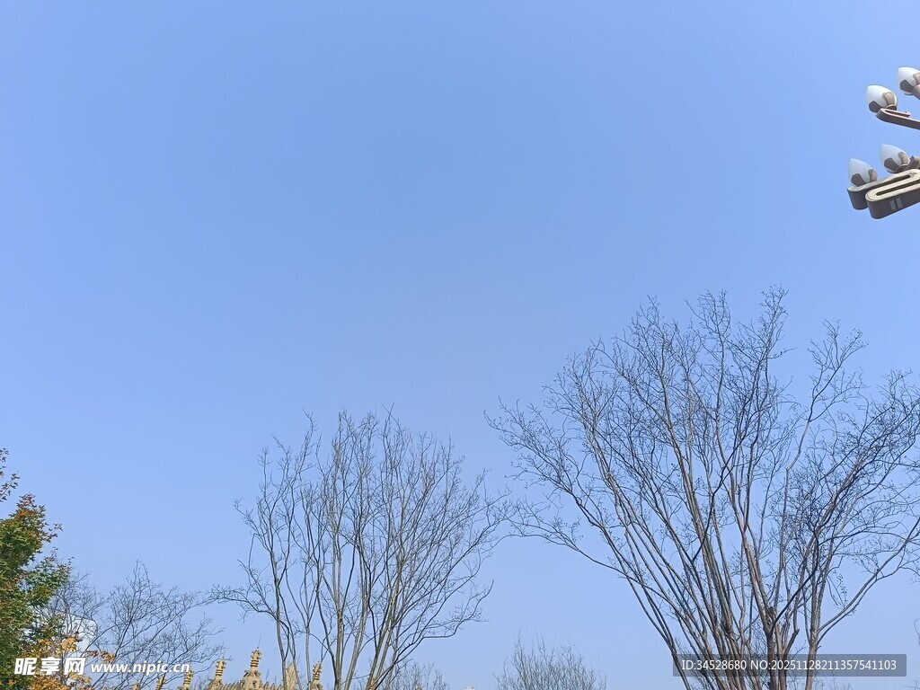 蓝天之下的光秃树木