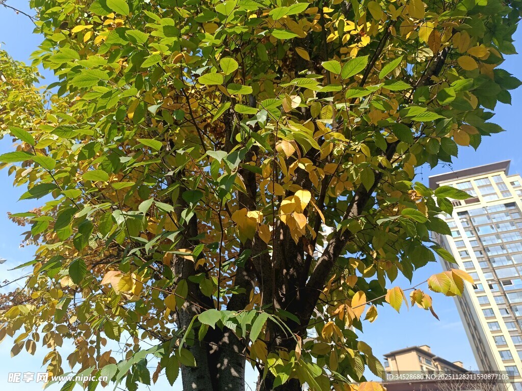 秋日硕果累累的繁茂树木