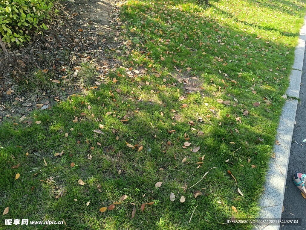 阳光下的草地与路边景致