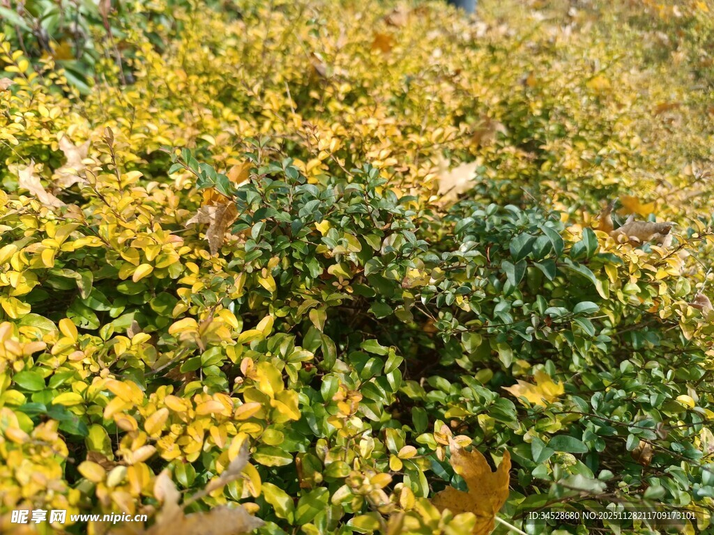秋日斑斓植物景观