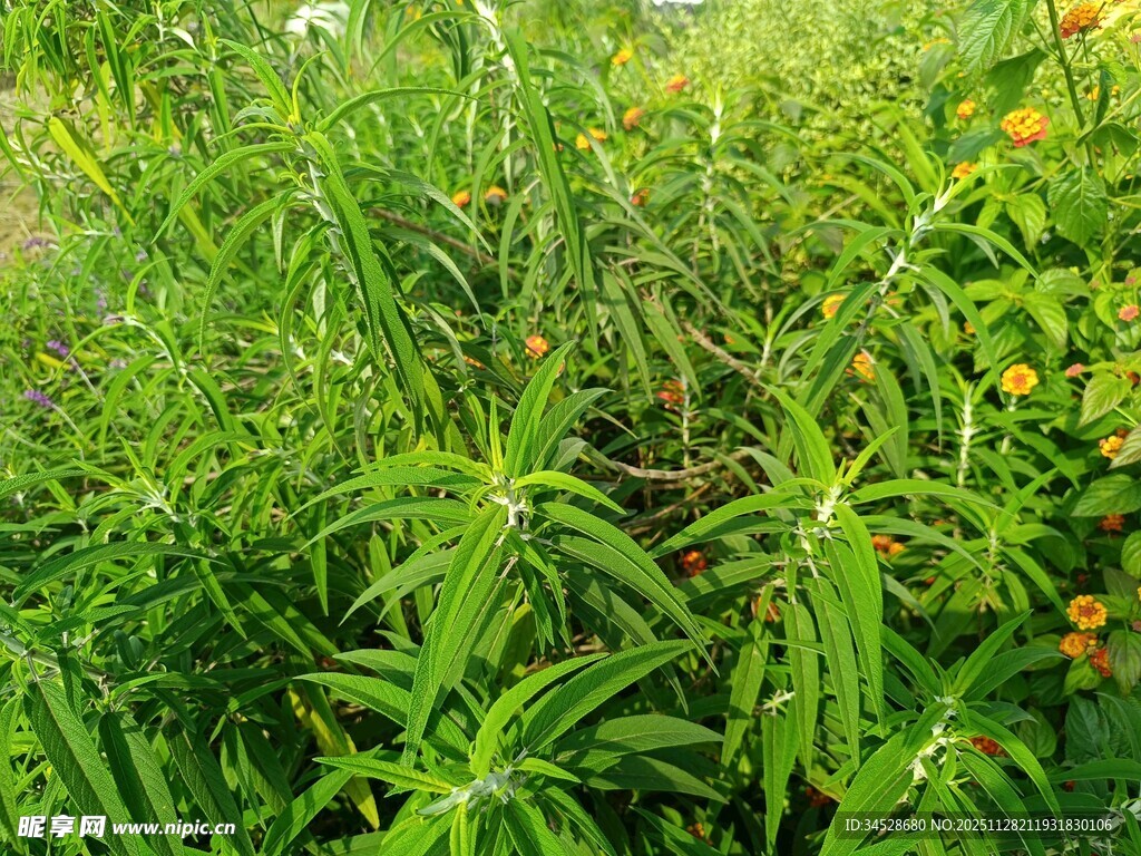 繁茂绿植中的生机景象