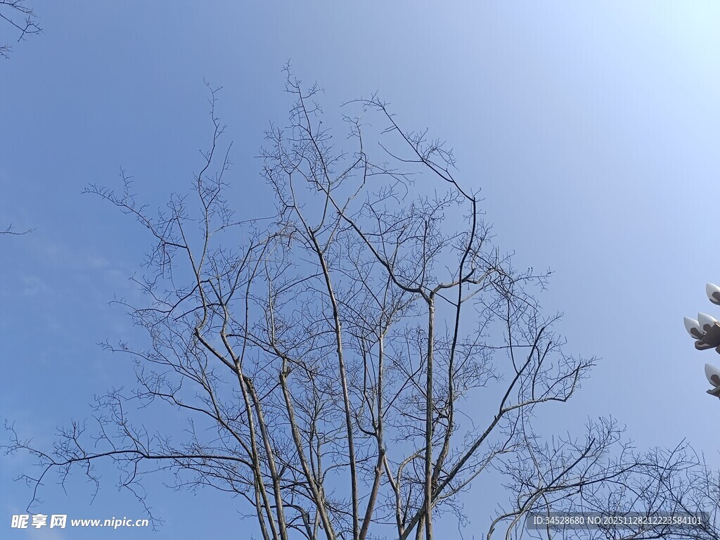 蓝天映衬下的光秃树木