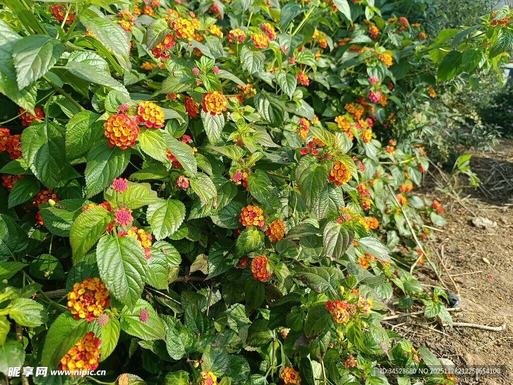 鲜艳多彩的花卉植物景观