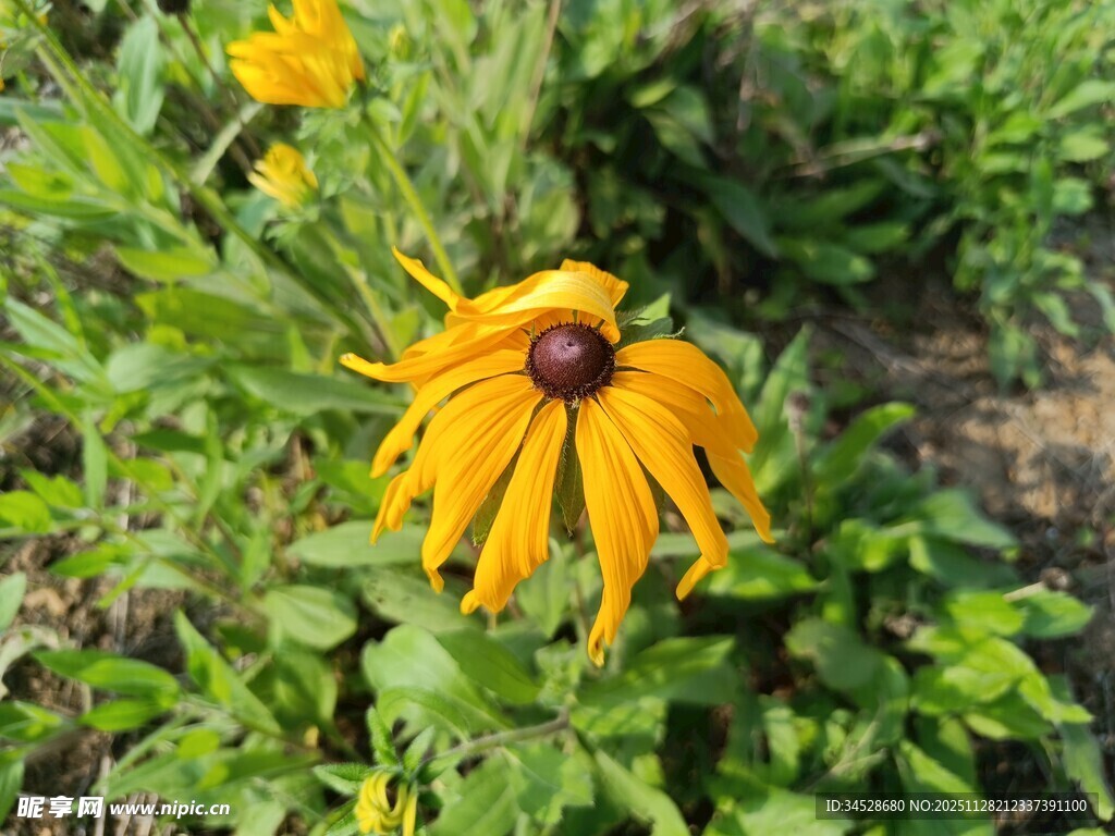 黄色黑心菊绽放于绿叶间