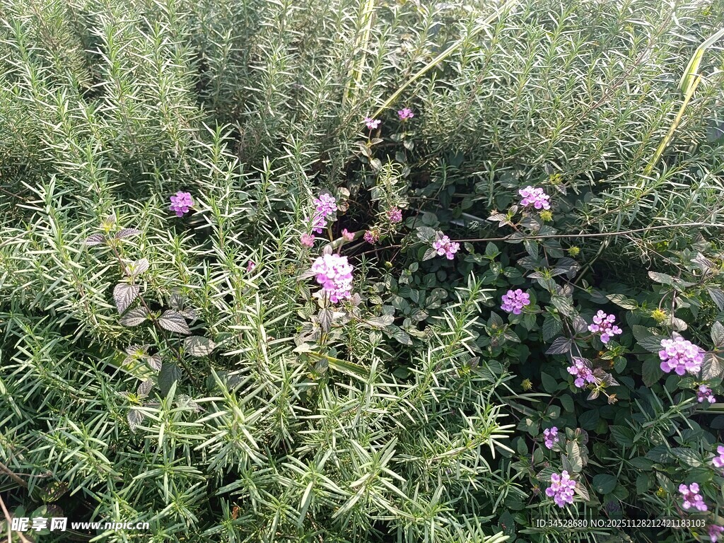 草丛中的紫色小花