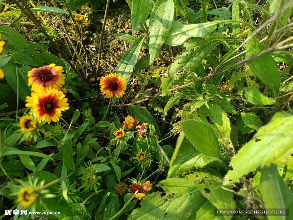 绿叶间的艳丽黑心金光菊