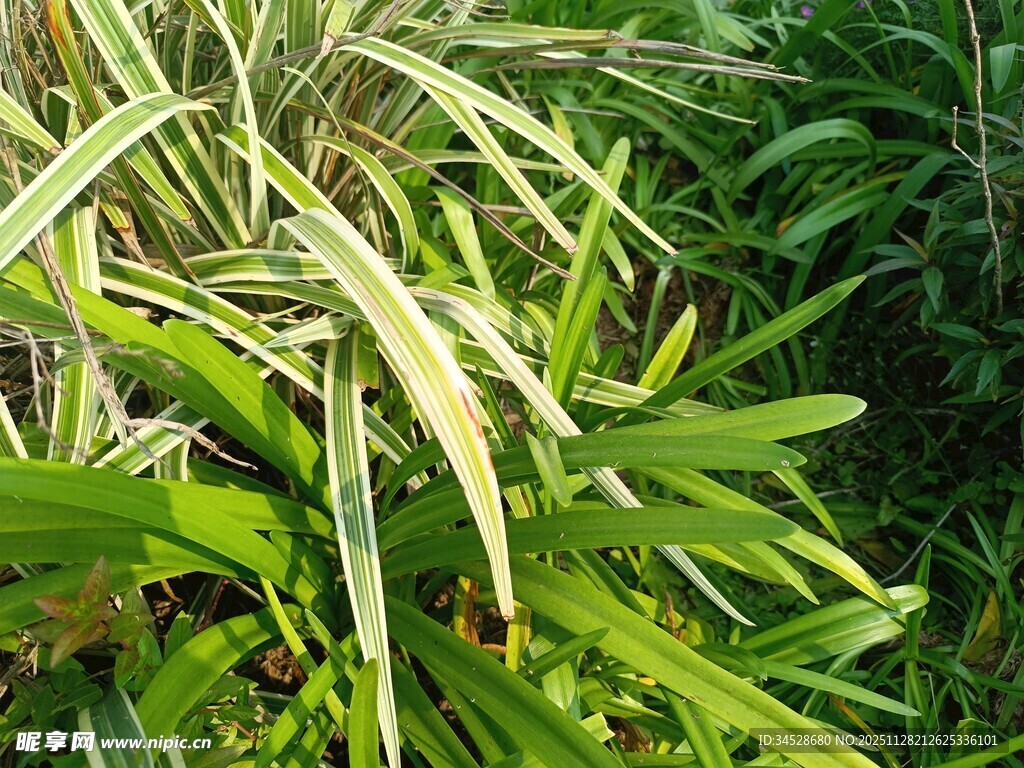 翠绿繁茂的多样植物景观