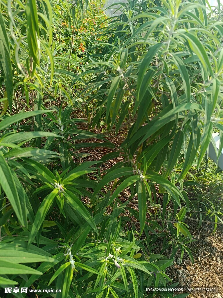 茂密绿植景观