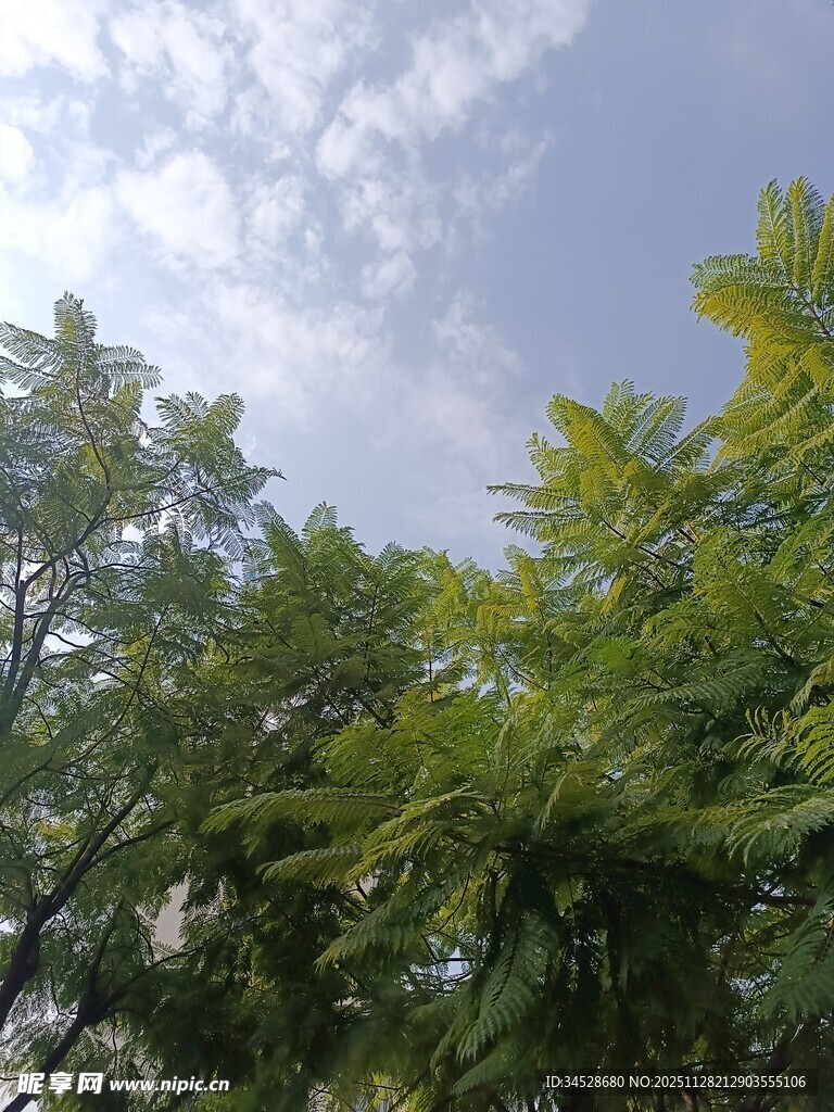 蓝天绿树自然美景