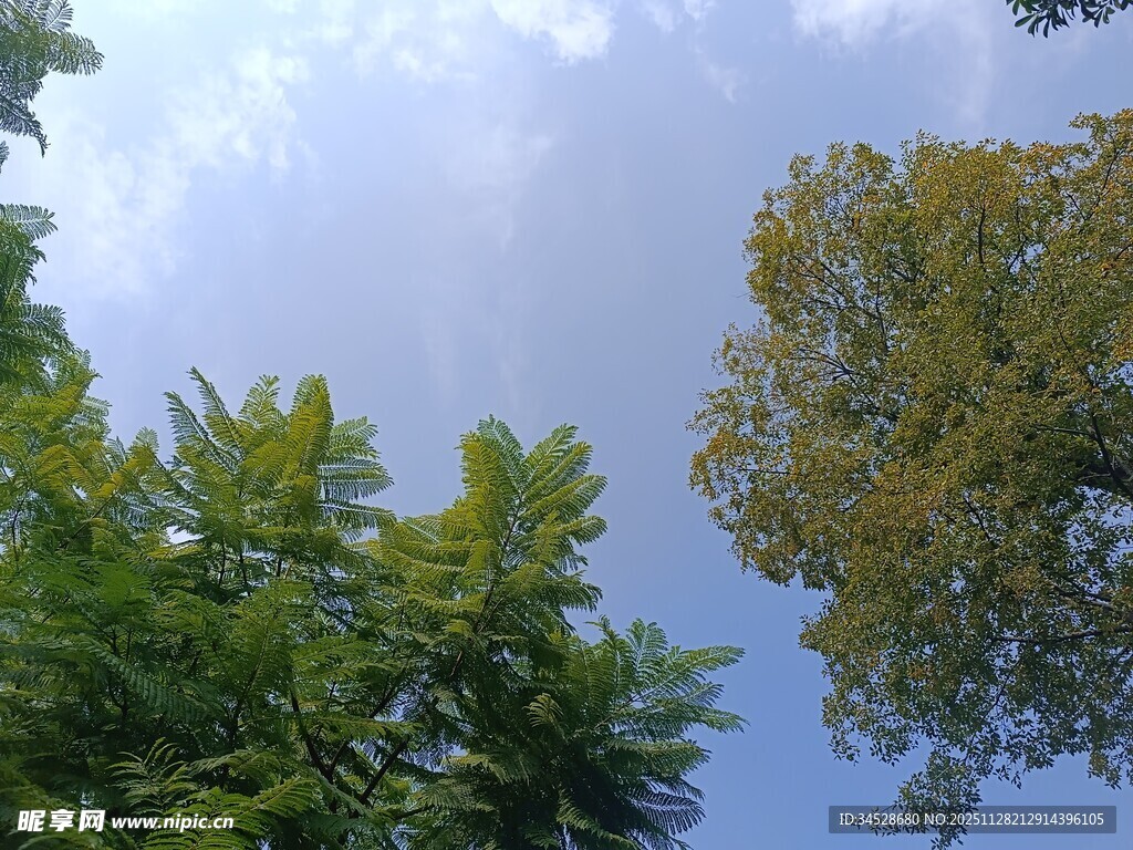 仰望蓝天绿树美景