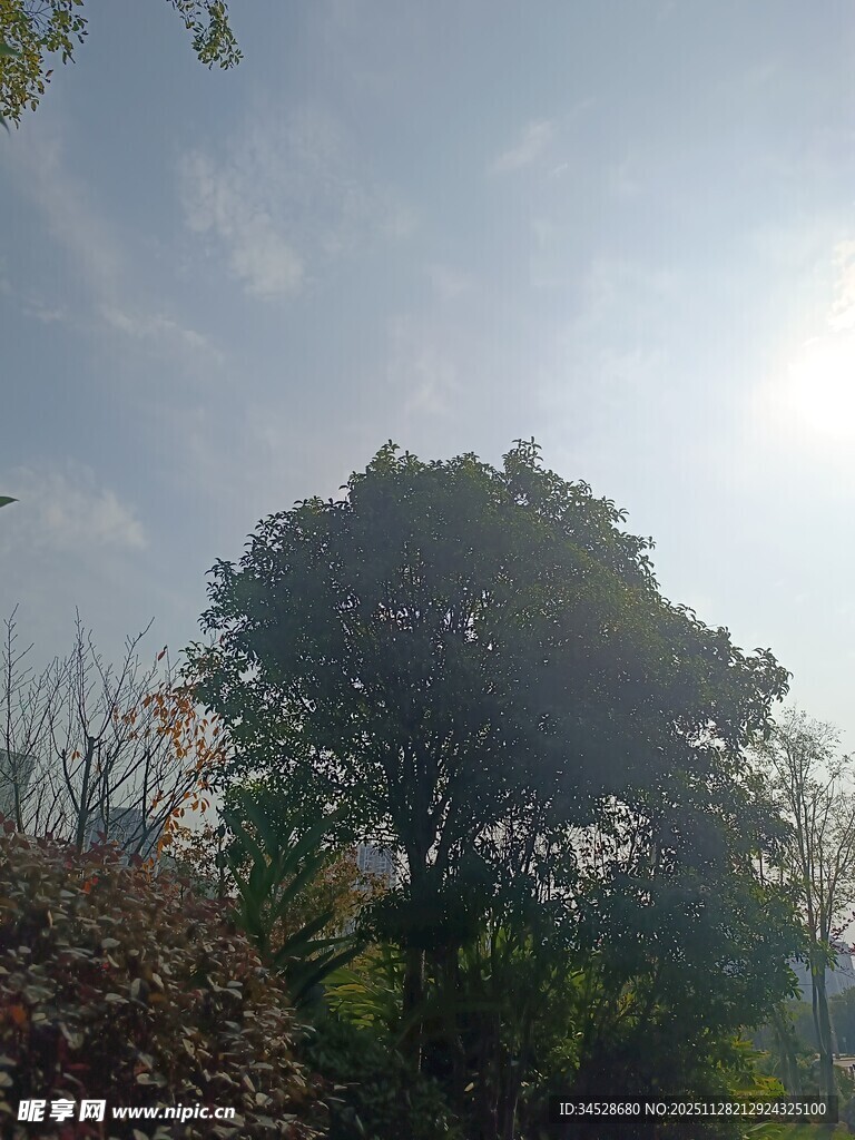 阳光下的树木与蓝天