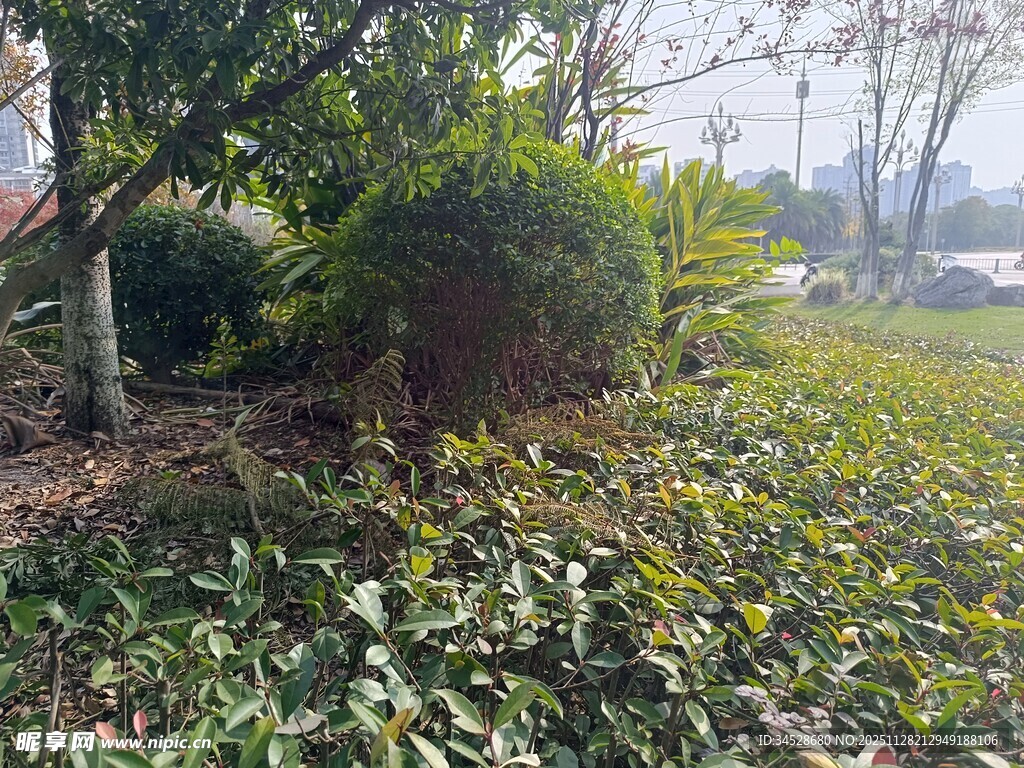 户外绿植丛生的自然景象