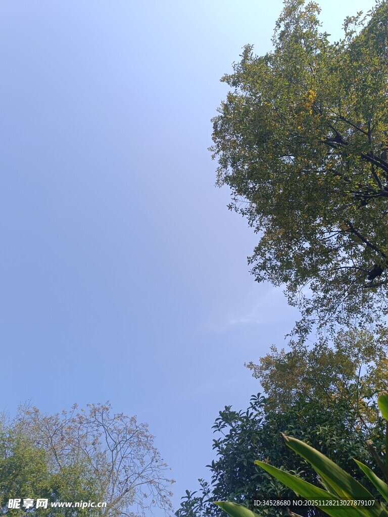 仰视葱郁树木与蓝天