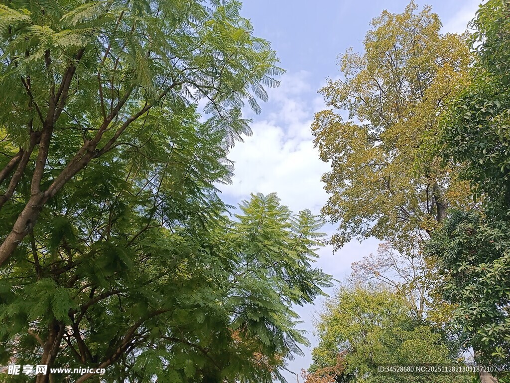 仰视茂密绿树与蓝天