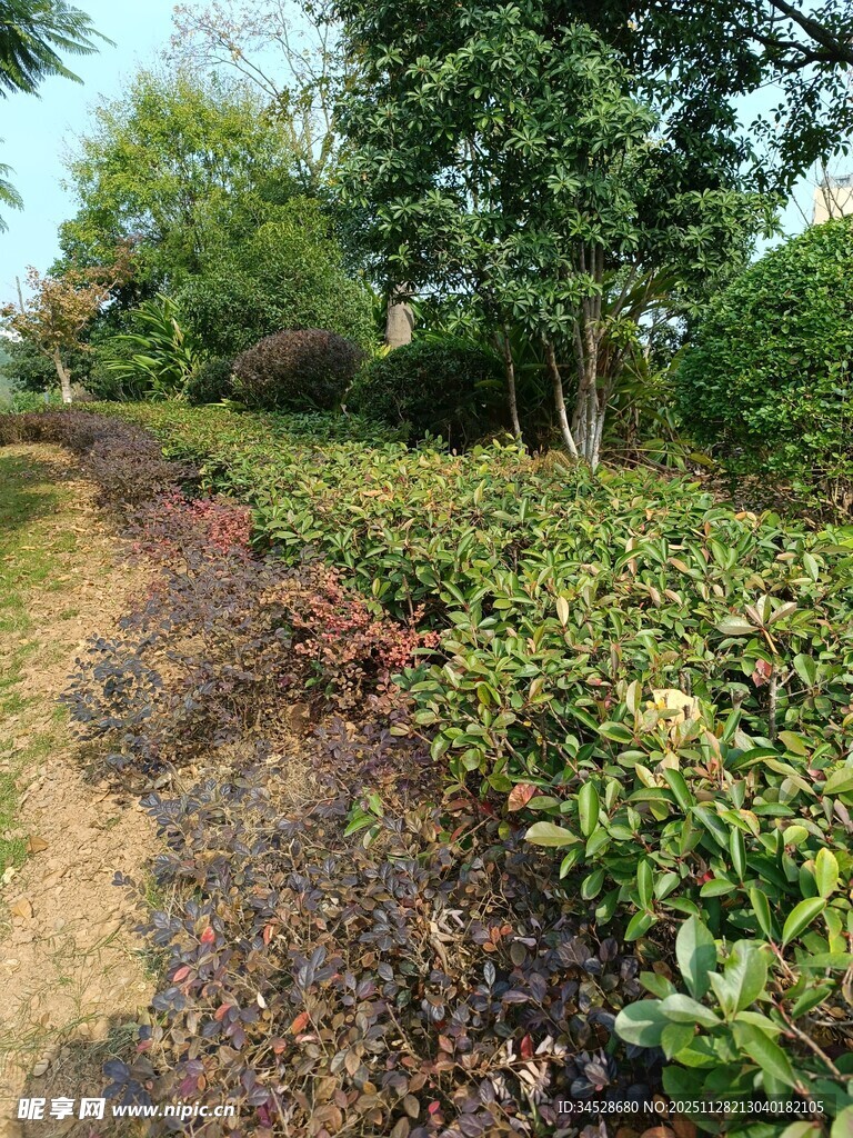 园林绿植景观小径