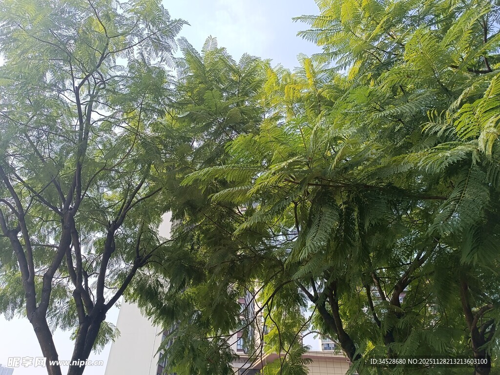 绿树成荫的户外景致