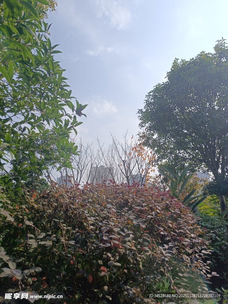 户外繁茂绿植景观