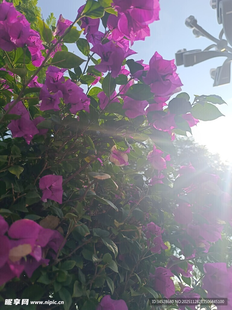 阳光下绽放的艳丽三角梅