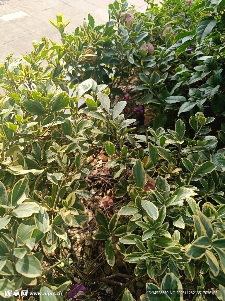 绿叶繁茂的植物景观