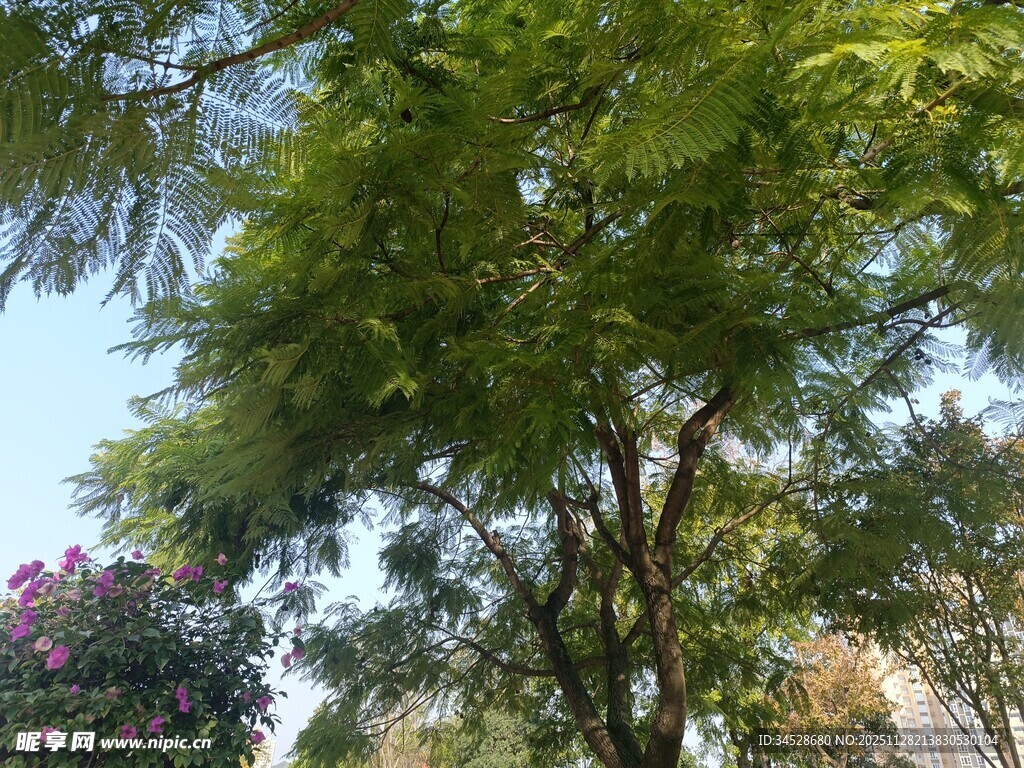 夏日葱郁绿树景观