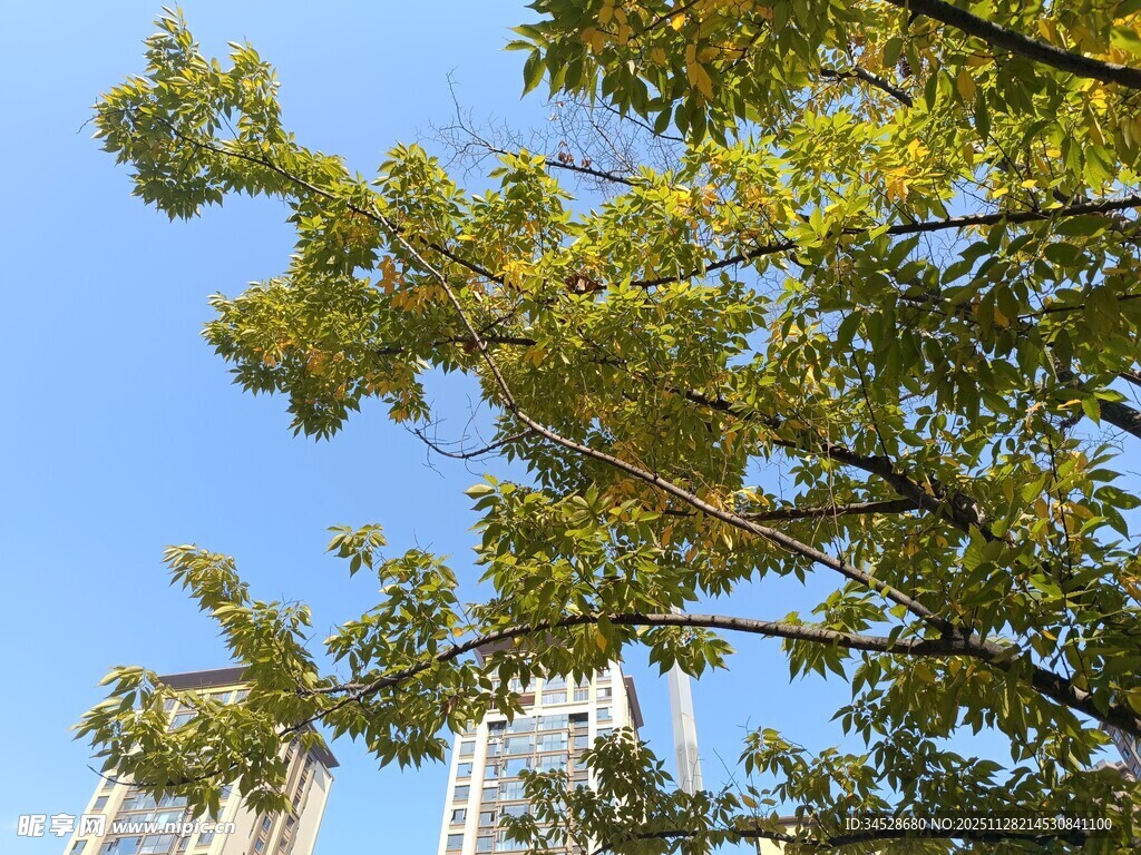 蓝天绿树间的城市景致