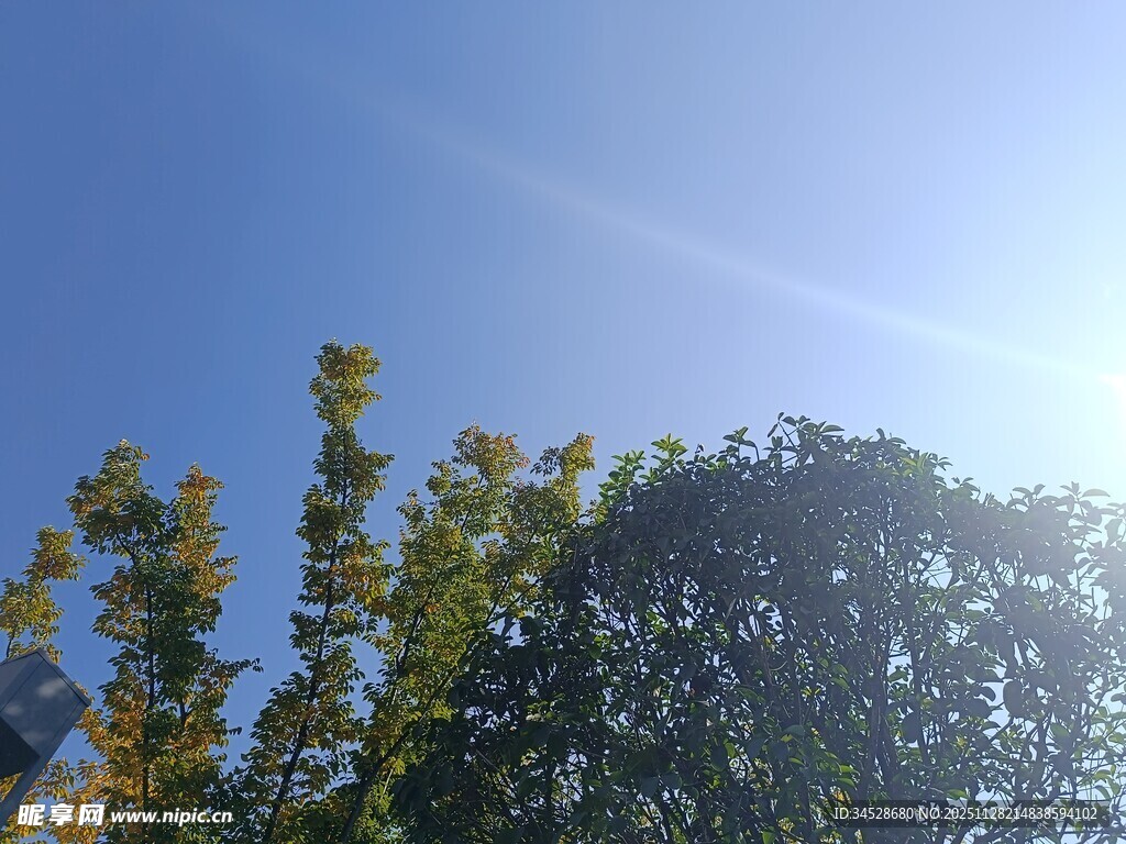 蓝天绿树间的明媚阳光
