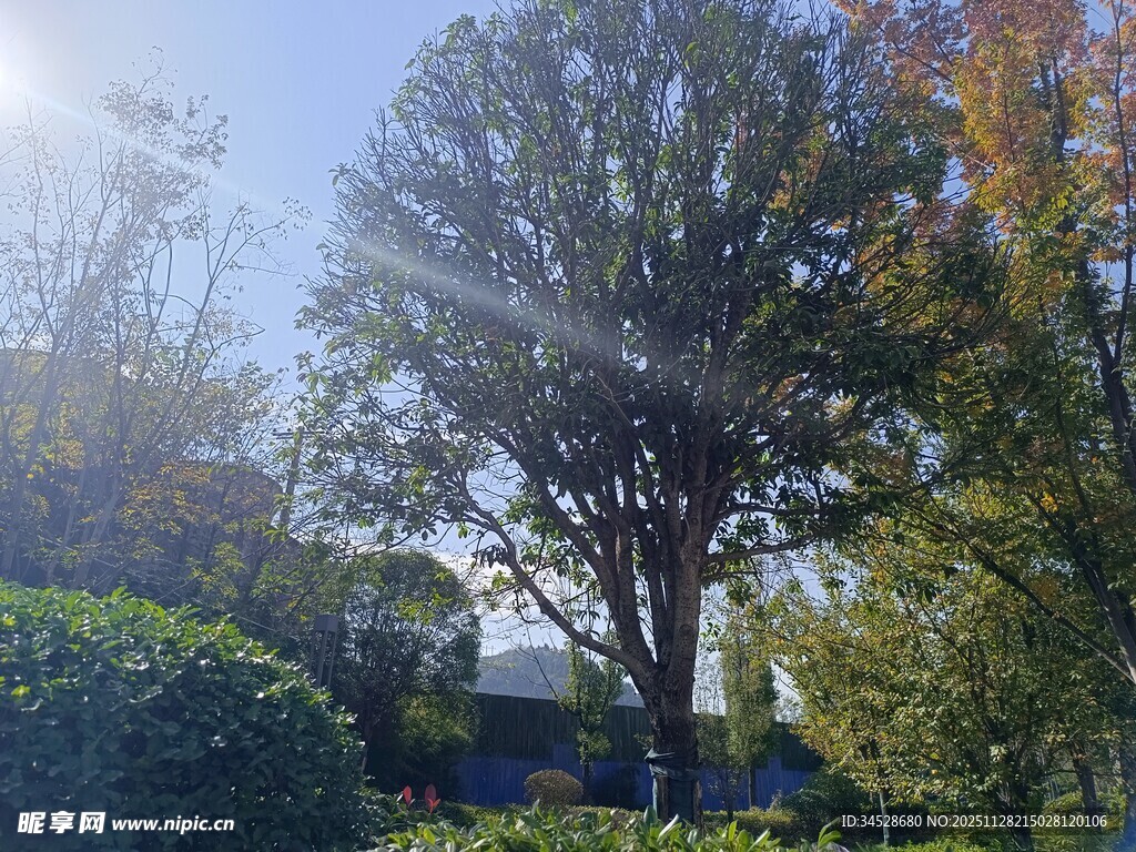 秋日阳光下的树木与建筑