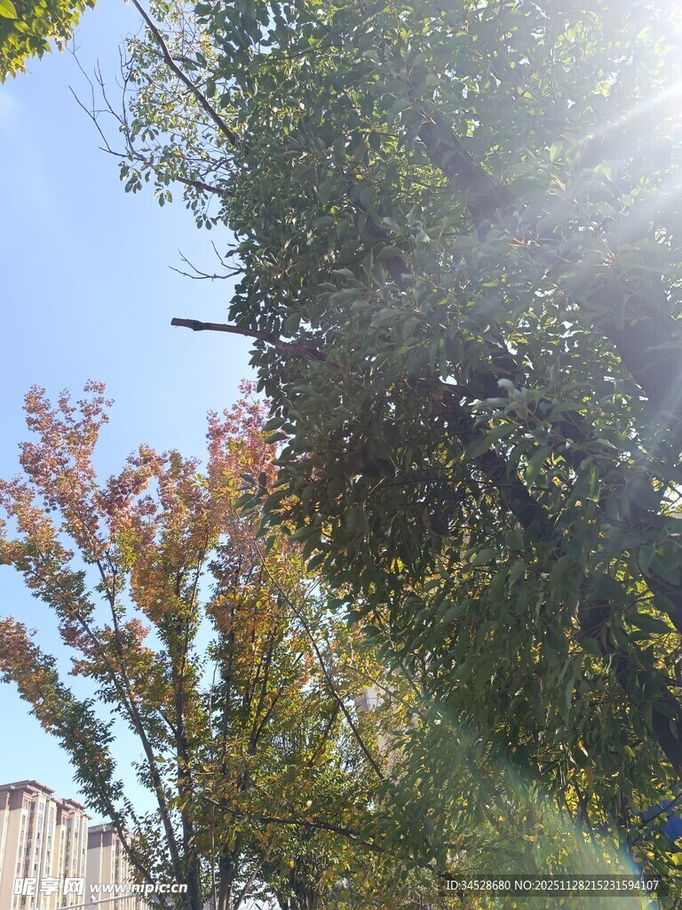 秋日林间阳光洒落景象