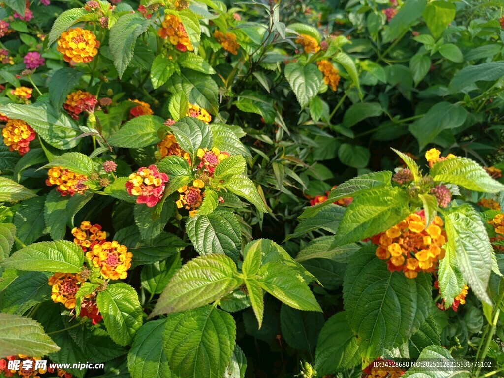 鲜艳多彩的凤仙花绽放