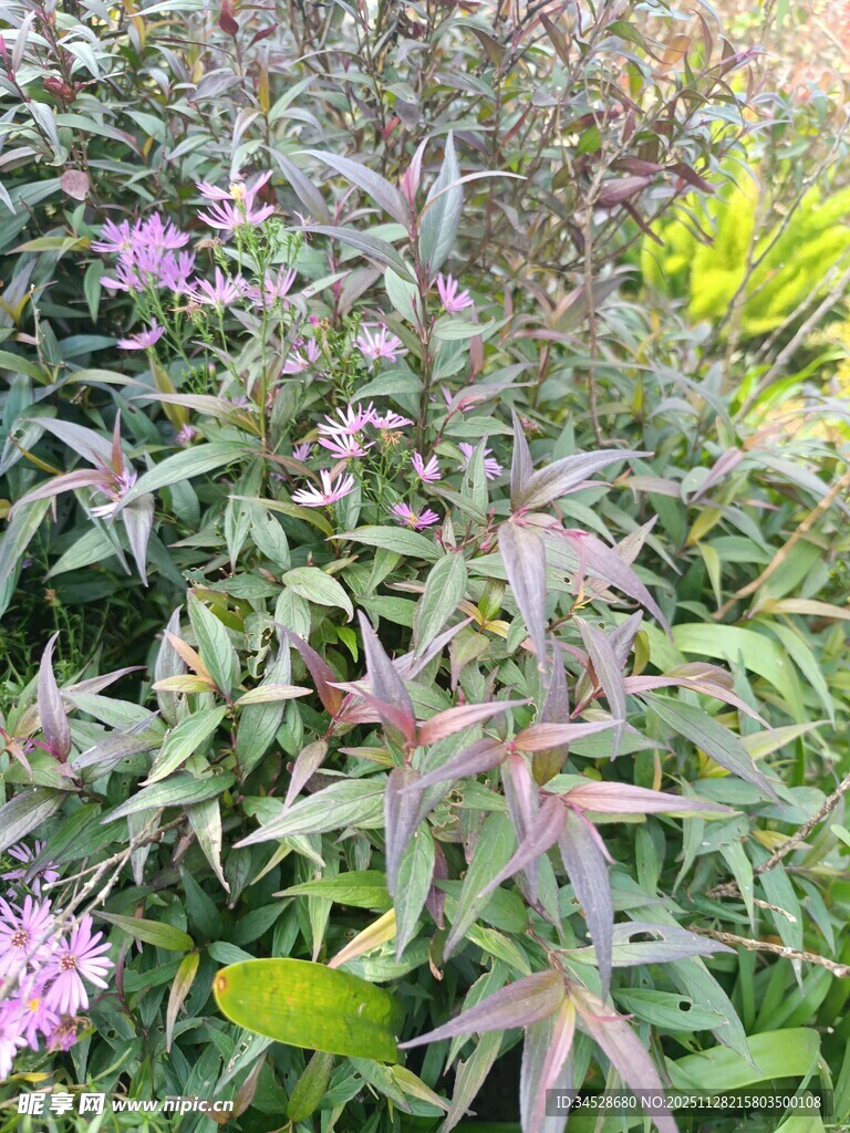 绿叶间绽放的紫色小花