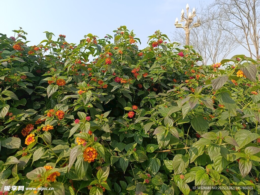 绿叶间的艳丽花朵