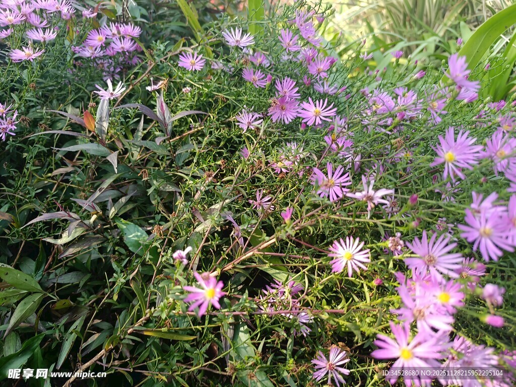 紫色小花绽放于草丛间