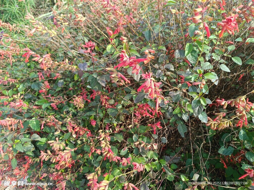 多彩斑斓的花卉植物