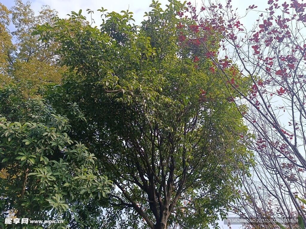 葱郁树木展现自然生机