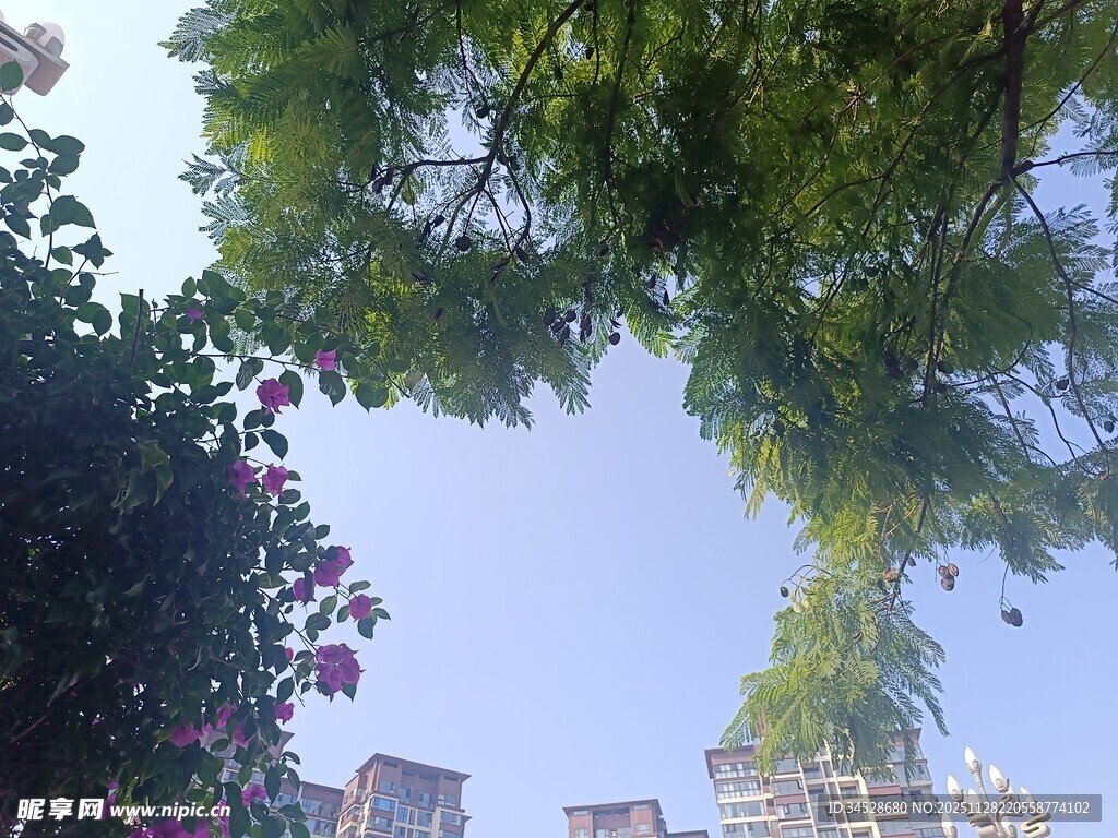 仰视绿树间的城市天空
