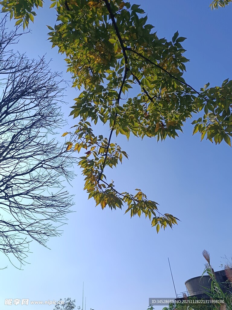 枝头新绿映蓝天