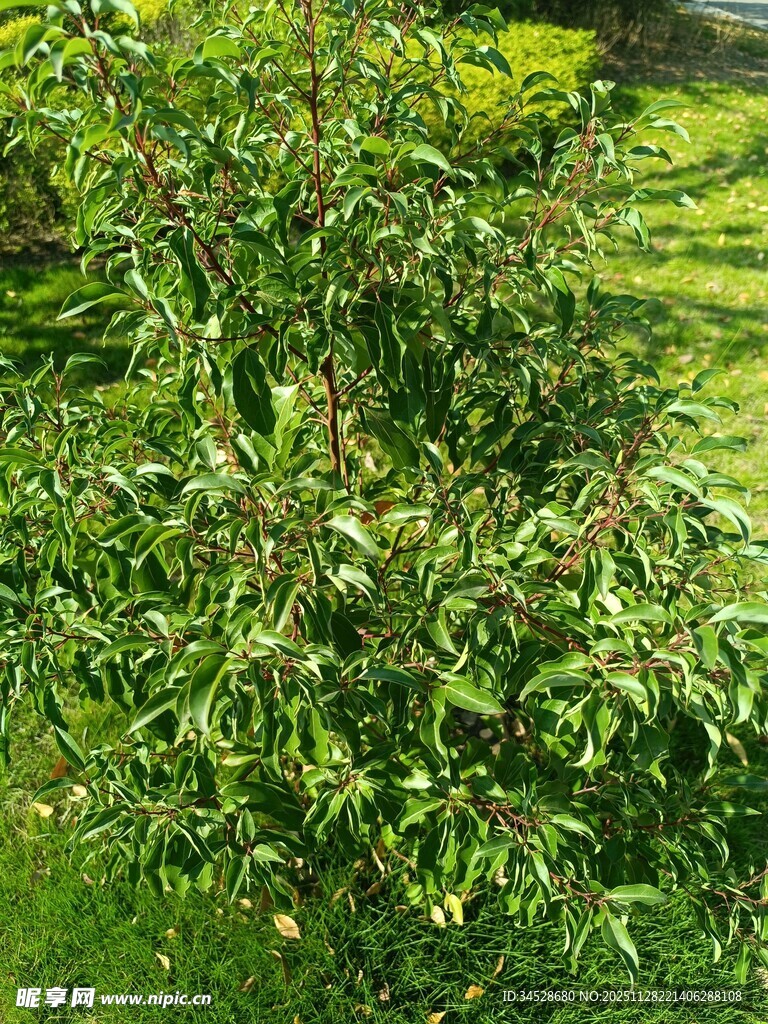 翠绿繁茂的枝叶景观