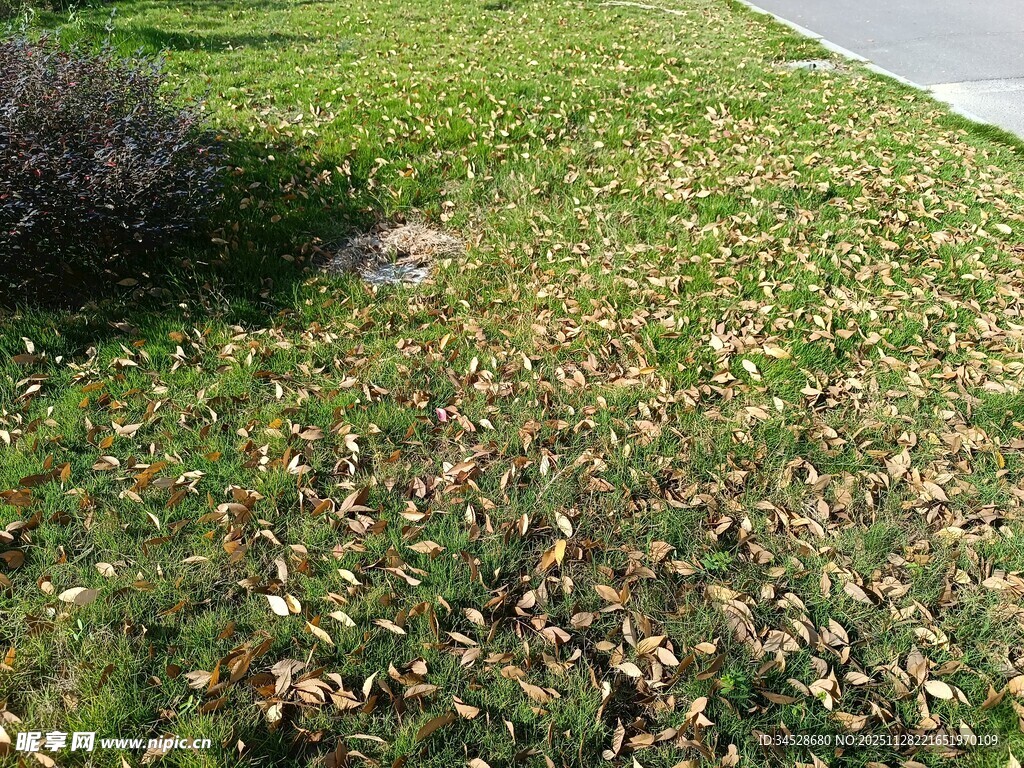 草地落叶景象