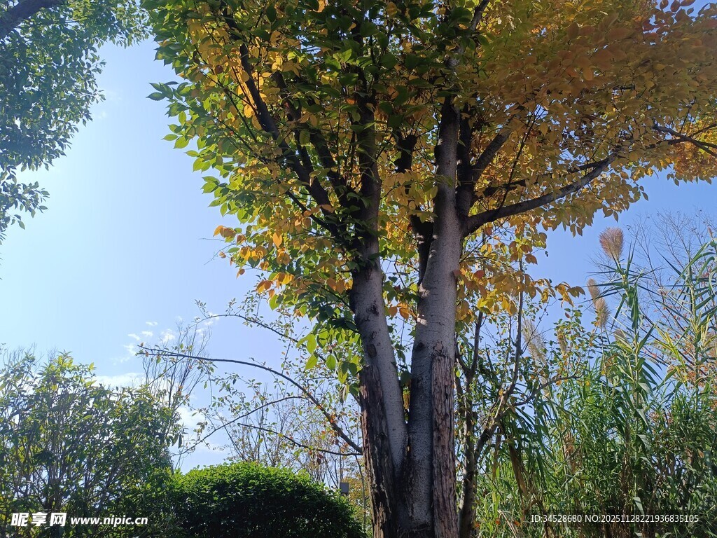 秋日挺拔银杏树