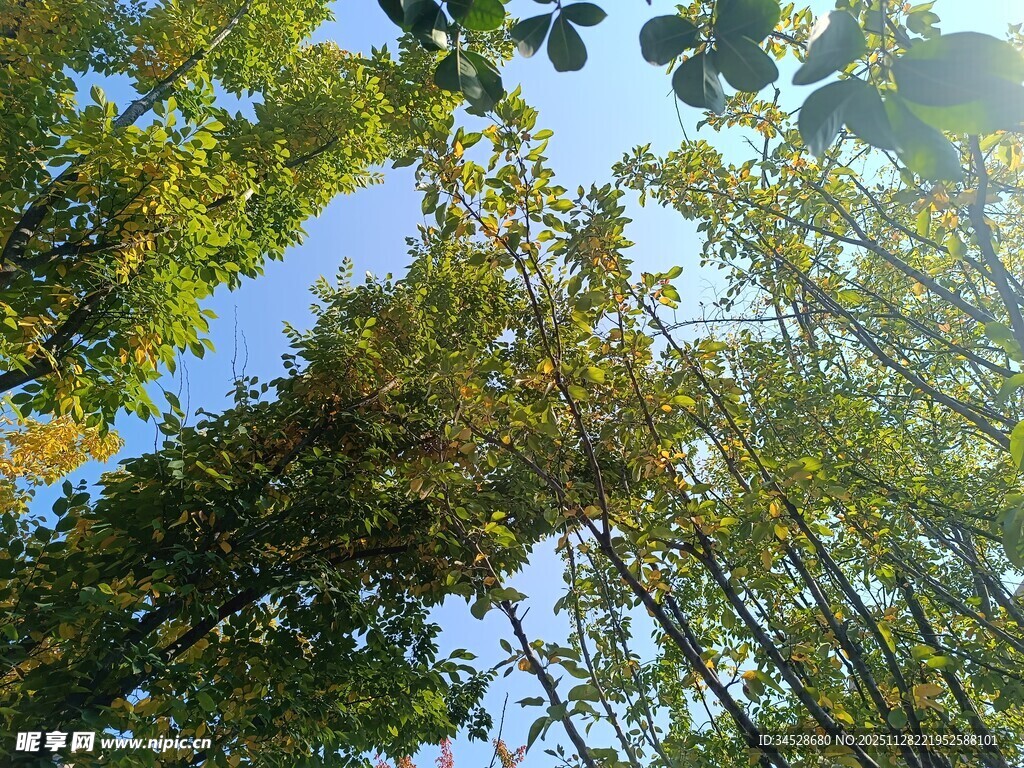 仰视葱郁树林蓝天美景