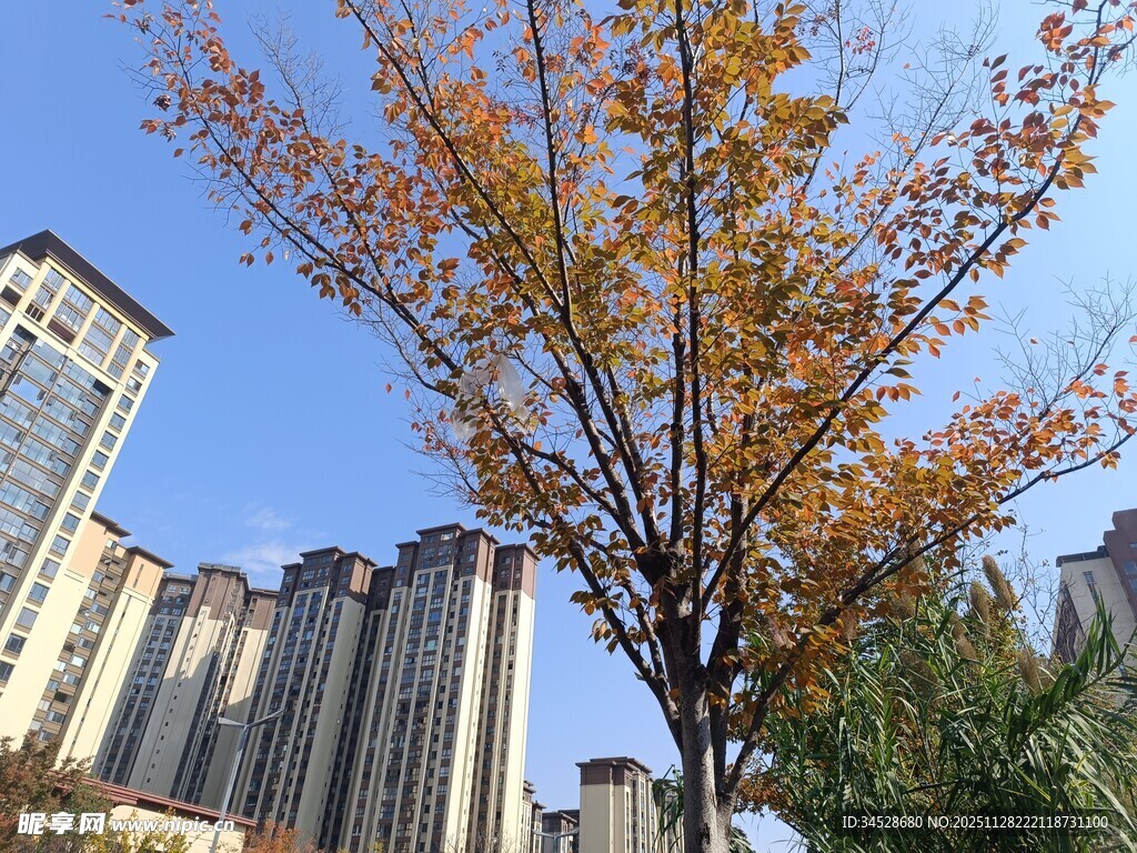 秋日城市中的斑斓树木