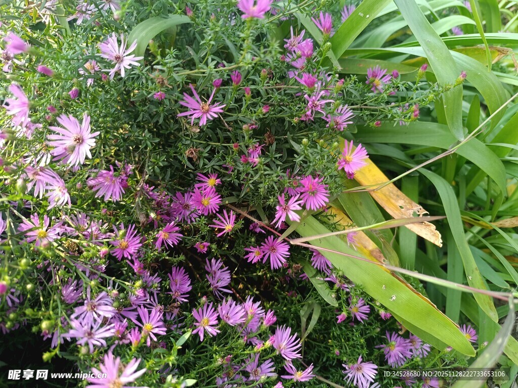 紫色小花绽放于绿叶间