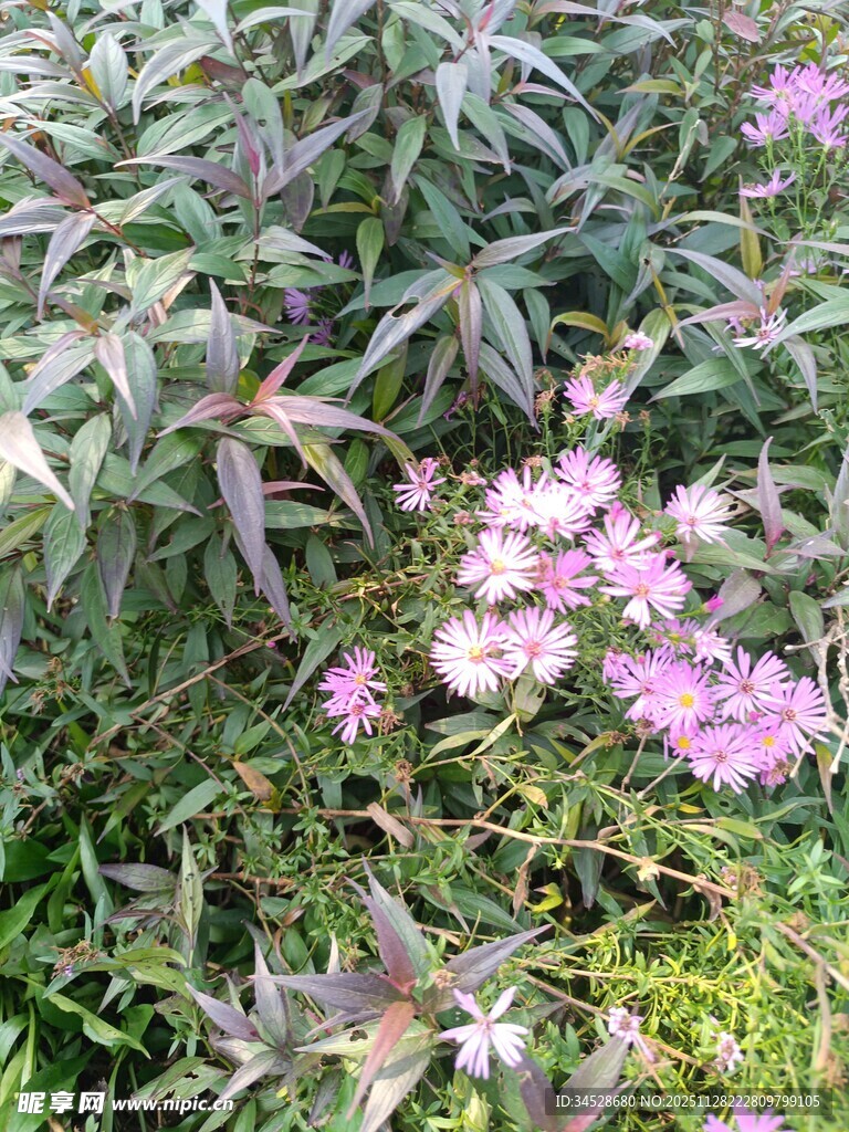 绿叶间绽放的粉色小花