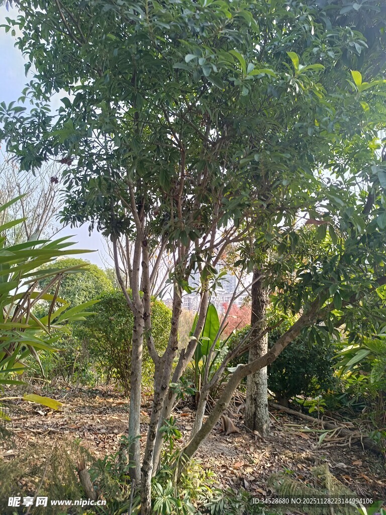 户外繁茂树林景观