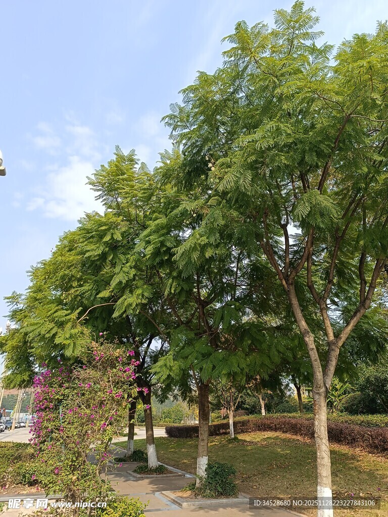 公园绿树成荫的宁静小径