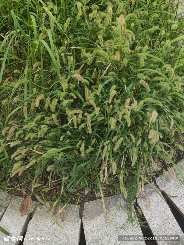 翠绿草丛生机盎然