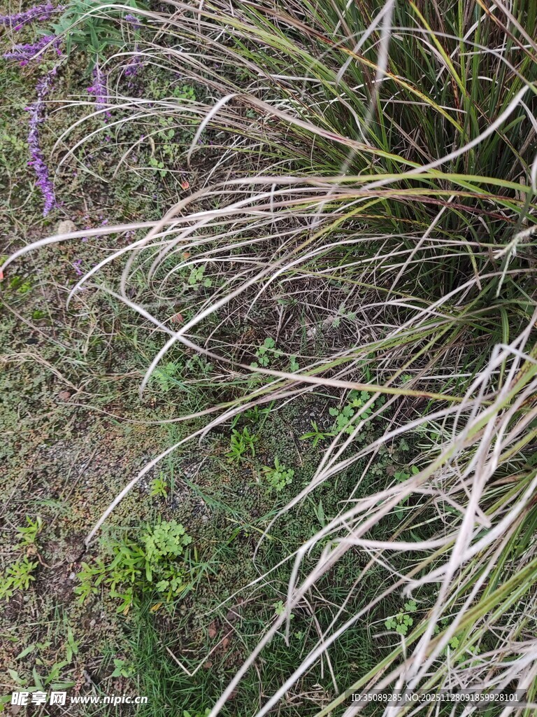 野外丛生的杂草