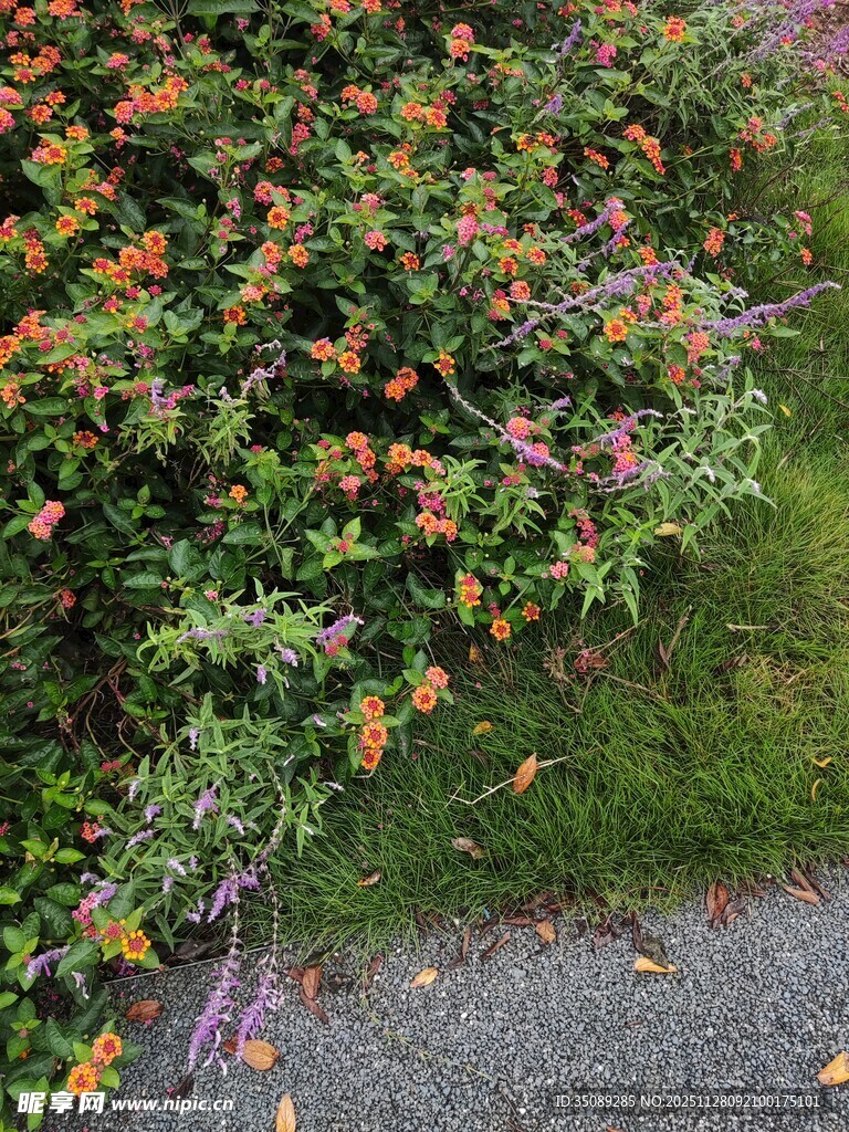 路边多彩繁茂的灌木丛