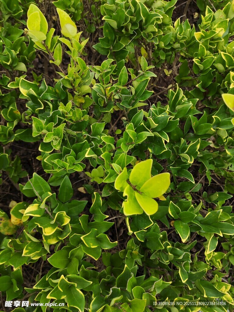 翠绿繁茂的多彩叶片植物