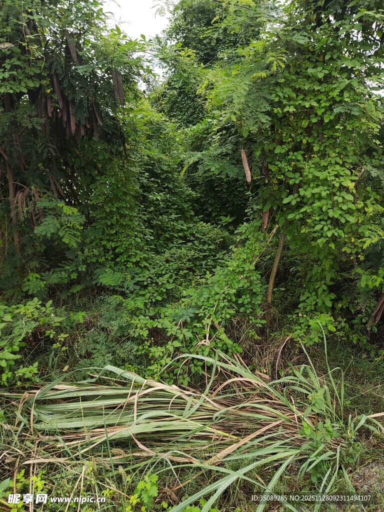 茂密丛林绿意盎然景观